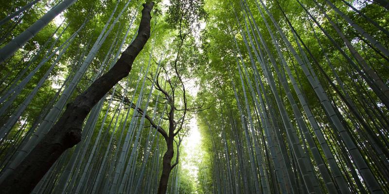 数字疗法重塑慢性病管理：从可穿戴设备到处方APP的全面医疗支持与患者护理革新